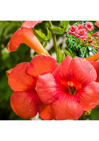 Murat Tohum Turuncu Acem Borusu Ağacı Tohumu 25 Adet Tohum modelleri