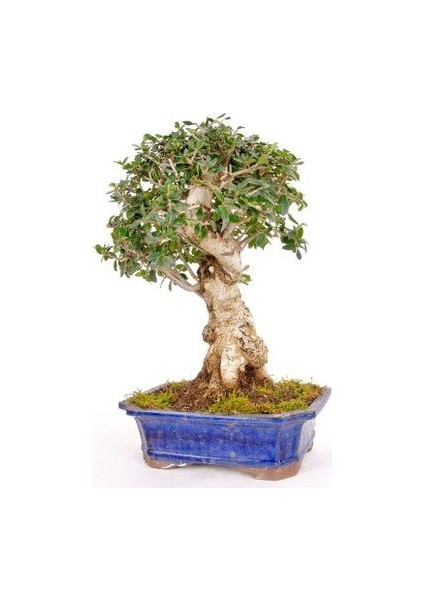 Murat Tohum Bodur Bonsai Zeytin Ağacı Tohumu 3 Adet Tohum fiyatları