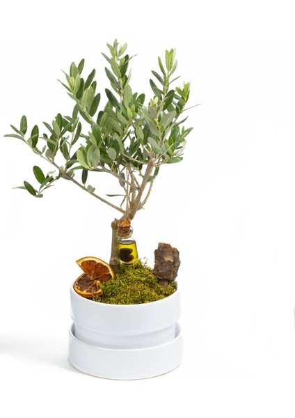 Murat Tohum Bodur Bonsai Zeytin Ağacı Tohumu 3 Adet Tohum modelleri