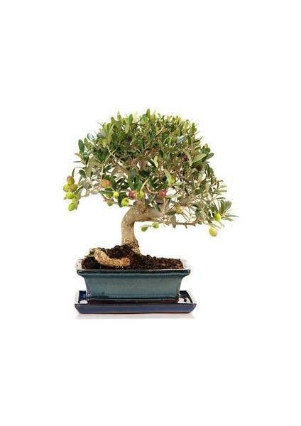 Murat Tohum Bodur Bonsai Zeytin Ağacı Tohumu 3 Adet Tohum fırsatları