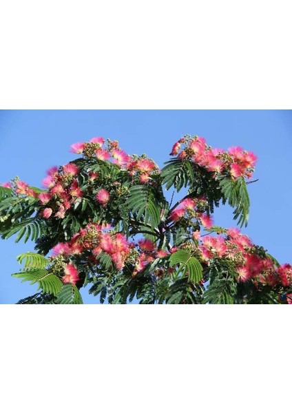 Murat Tohum Gülibrişim Ağacı Tohumu 10 Adet Tohum fiyatları