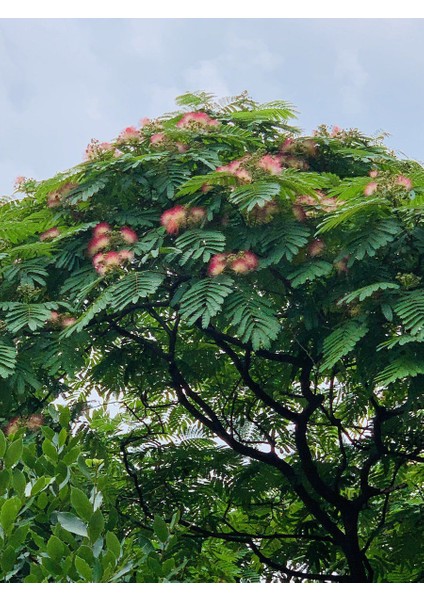 Murat Tohum Gülibrişim Ağacı Tohumu 10 Adet Tohum fırsatları