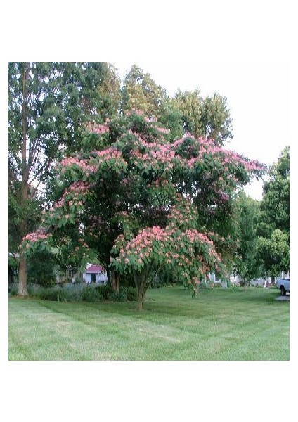 Murat Tohum Gülibrişim Ağacı Tohumu 10 Adet Tohum indirimleri