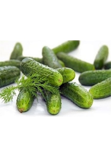 Murat Tohum Yerli Kornişon Salatalık Tohumu 15 Adet Tohum modelleri