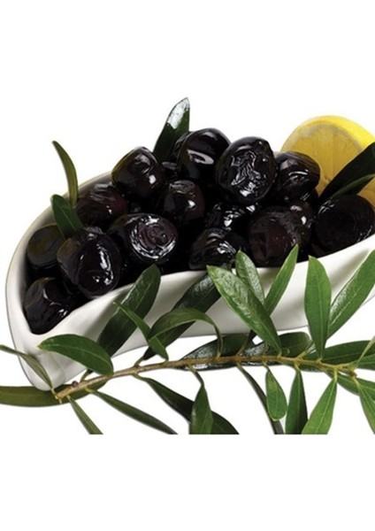 Gemlik Trilye Zeytin Fidanı Saksı Da 3/4 Yaş Aşılı Sertifikalı 1.kalite 160/180 cm