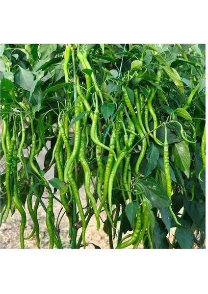 Kıl Biber Tohumu Menderes Acı 10 gr