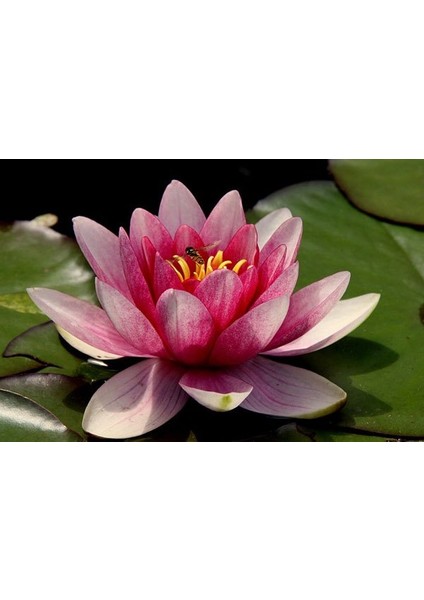 Murat Tohum Lotus Çiçeği Tohum 1 Adet Tohum