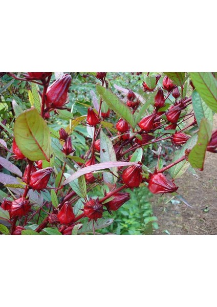 Murat Tohum Sudan Bamyası Çiçeği Tohumu Roselle Çiçeği Hibisküs Çiçeği Tohumu 5 Adet Tohum