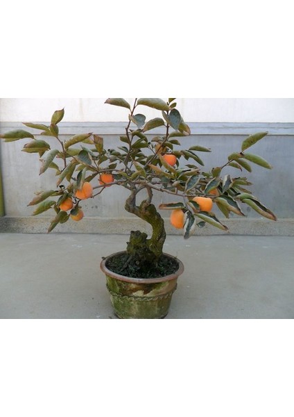 Murat Tohum Ithal Bodur Bonsai Hurma Ağacı Tohumu 2 Adet Tohum