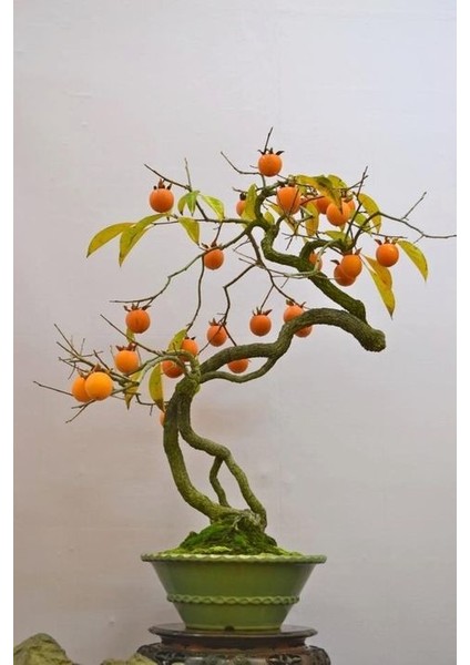 Murat Tohum Ithal Bodur Bonsai Hurma Ağacı Tohumu 2 Adet Tohum fiyatları