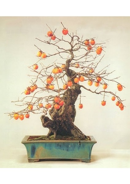 Murat Tohum Ithal Bodur Bonsai Hurma Ağacı Tohumu 2 Adet Tohum modelleri