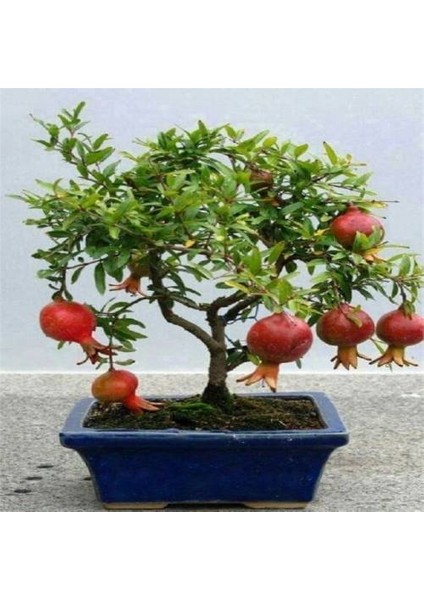 Murat Tohum Bodur Bonsai Nar Ağacı Tohumu 5 Adet Tohum