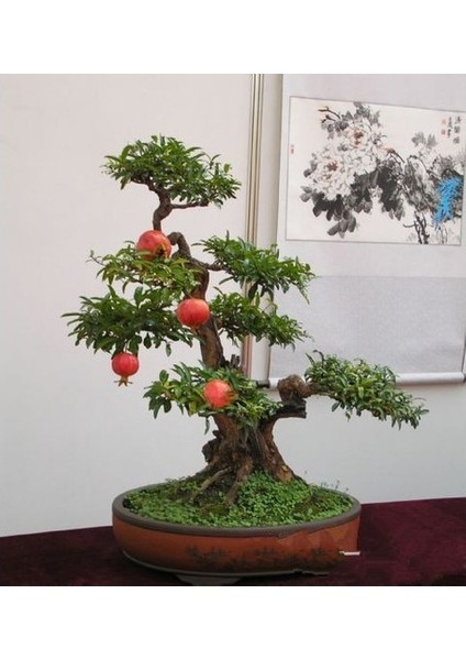 Murat Tohum Bodur Bonsai Nar Ağacı Tohumu 5 Adet Tohum