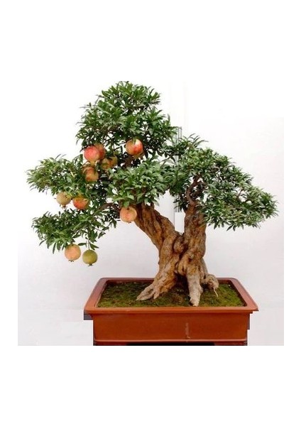 Murat Tohum Bodur Bonsai Nar Ağacı Tohumu 5 Adet Tohum