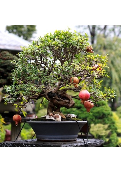 Murat Tohum Bodur Bonsai Nar Ağacı Tohumu 5 Adet Tohum