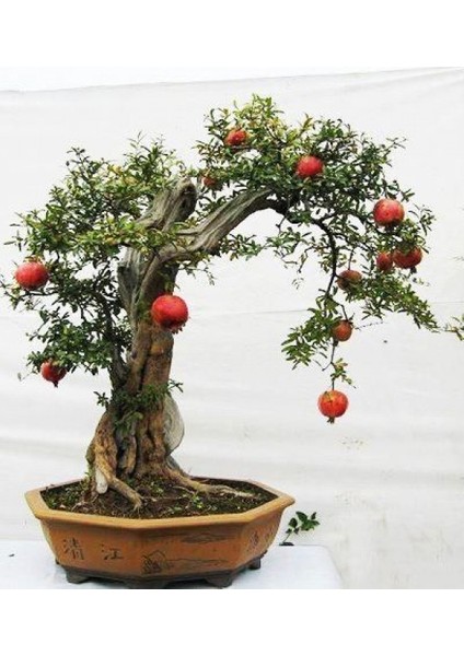 Murat Tohum Bodur Bonsai Nar Ağacı Tohumu 5 Adet Tohum