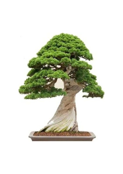 Murat Tohum Bodur Bonsai Okaliptüs Ağacı Tohumu 5 Adet Tohum