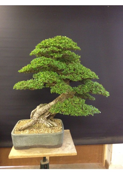 Murat Tohum Bodur Bonsai Okaliptüs Ağacı Tohumu 5 Adet Tohum