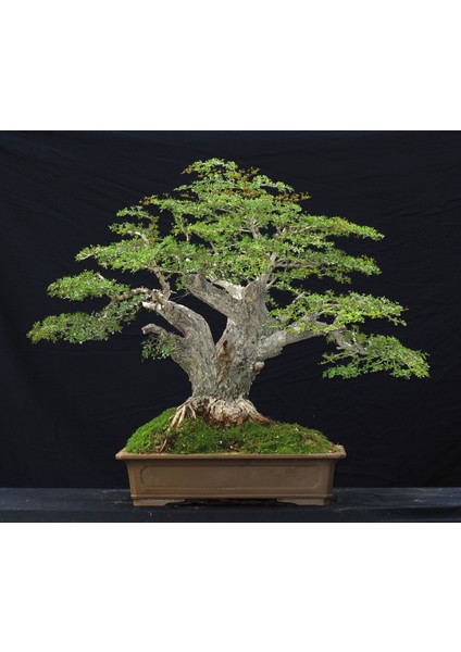 Murat Tohum Bodur Bonsai Okaliptüs Ağacı Tohumu 5 Adet Tohum