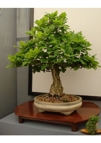 Murat Tohum Bodur Bonsai Okaliptüs Ağacı Tohumu 5 Adet Tohum