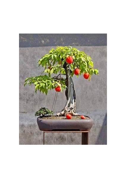 Murat Tohum Bodur Bonsai Şeftali Ağacı Tohumu 1 Adet Tohum