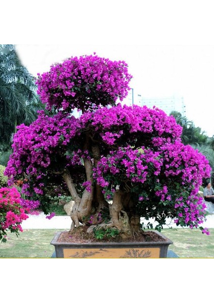 Murat Tohum Bodur Bonsai Erguvan Ağacı Tohumu 5 Adet Tohum