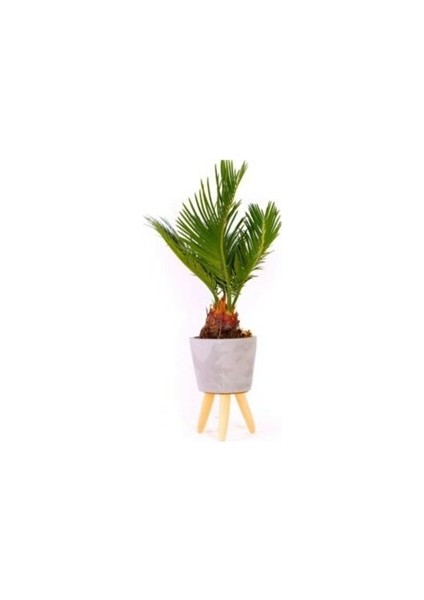 Murat Tohum Bodur Bonsai Palmiye Ağacı Tohum 3 Adet Tohum