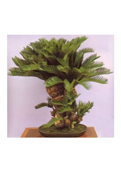 Murat Tohum Bodur Bonsai Palmiye Ağacı Tohum 3 Adet Tohum fiyatları