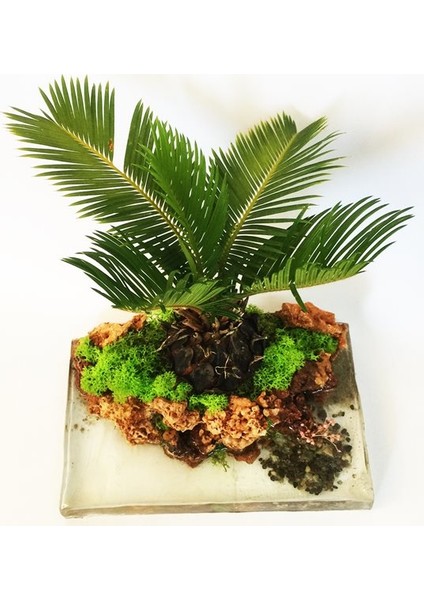 Murat Tohum Bodur Bonsai Palmiye Ağacı Tohum 3 Adet Tohum modelleri