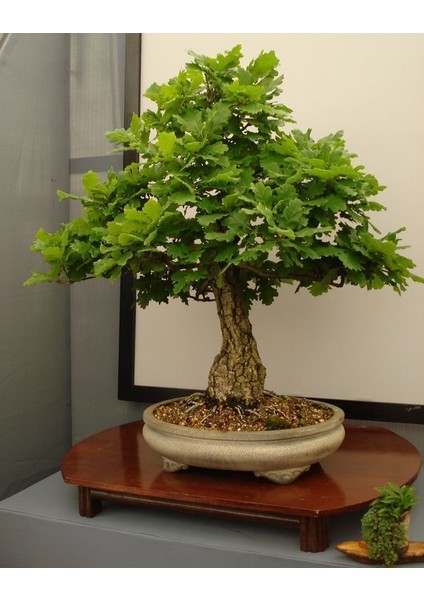 Murat Tohum Bodur Bonsai Meşe Ağacı Tohumu 3 Adet Tohum