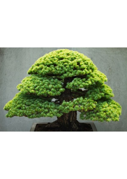 Murat Tohum Bodur Bonsai Meşe Ağacı Tohumu 3 Adet Tohum fırsatları
