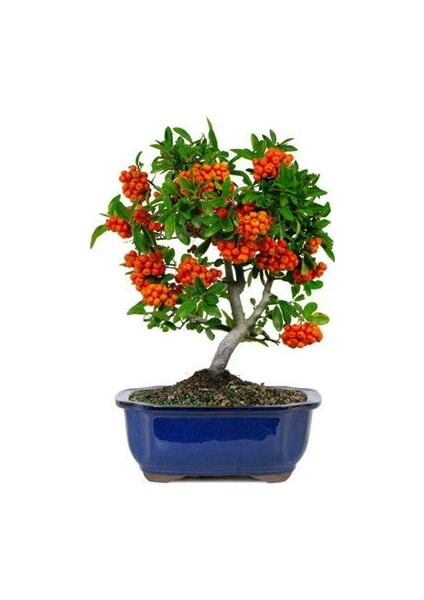 Murat Tohum Bodur Bonsai Kızılcık Ağacı Tohumu 3 Adet Tohum