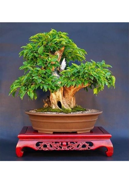 Murat Tohum Bodur Bonsai Kızılcık Ağacı Tohumu 3 Adet Tohum