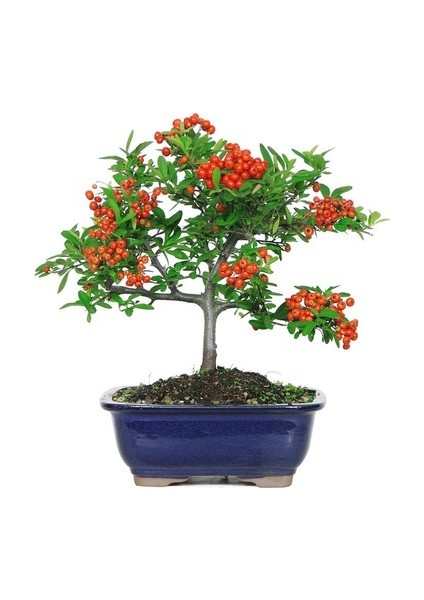 Murat Tohum Bodur Bonsai Kızılcık Ağacı Tohumu 3 Adet Tohum