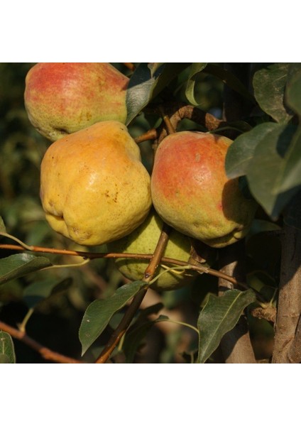 Margarit Armut Fidanı ( Aşılı - 2 Yaş ) - Açık Kök - 100-120 cm