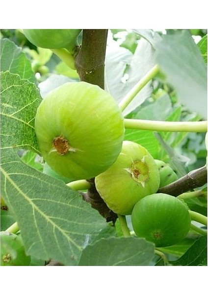 Beyaz Incir ( Yediveren ) Fidanı ( 60 - 100 cm )Açık Kök