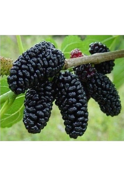 Avustralya Siyah Dut Fidanı (Aşılı - 2 Yaş) - Açık Kök - 80-120 cm