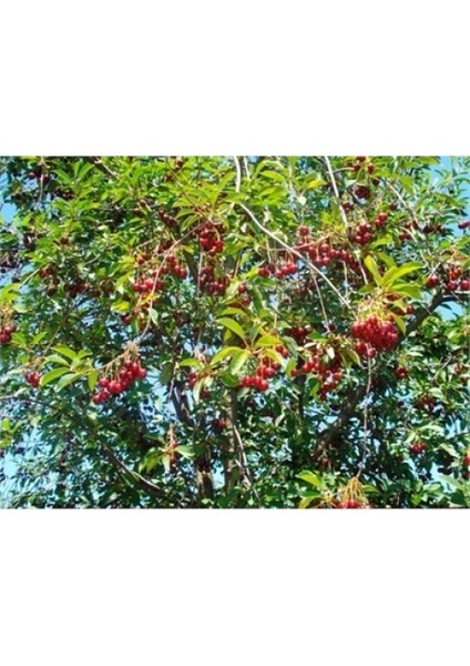 Açık Kök Aşılı 2 Yaş Kütahya Vişne Fidanı 100-120 cm