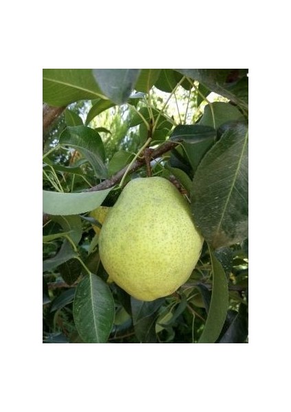 Akça Armut Fidanı ( Aşılı - 2 Yaş ) - Açık Kök - 100-120 cm