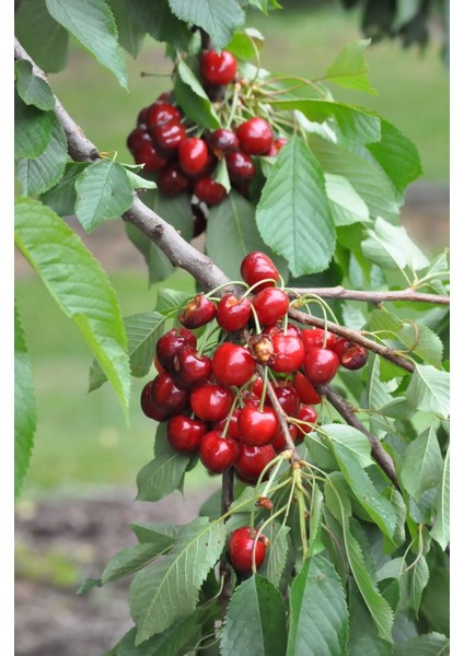 Early Burlat Kiraz Fidanı ( Aşılı - 2 Yaş ) - Açık Kök - 100-120 cm