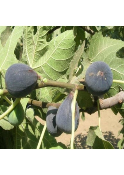 Bursa Siyah Incir ( Yediveren ) Fidanı ( 60-100 cm )Açık Kök