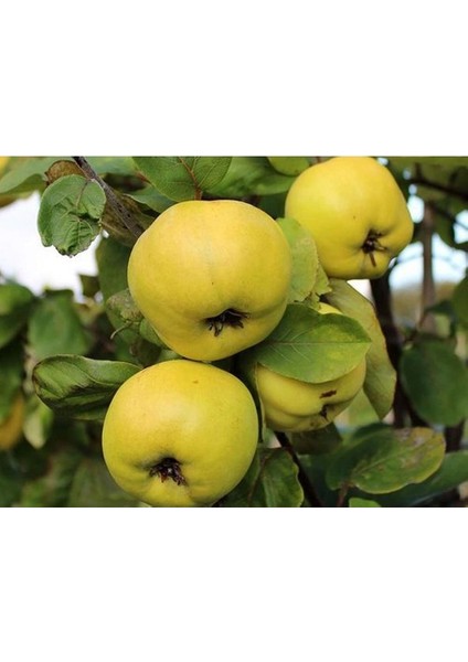 Eşme Ayva Fidanı ( Aşılı - 2 Yaş ) - Açık Kök - 100-120 cm