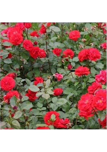 Kırmızı Gül Fidanı Yediveren - Kokulu ( Tüplü )