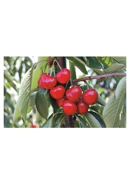 Lambert Kiraz Fidanı ( Aşılı - 2 Yaş ) - Açık Kök - 100-120 cm