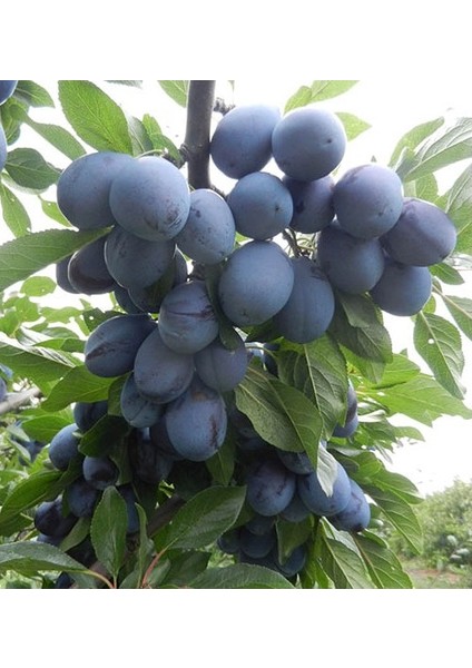 Birton-Mürdüm Erik Fidanı ( Aşılı - 2 Yaş - Açık Kök ) 100-150