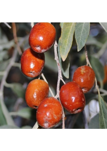 Iğde Fidanı Aşılı - 2 Yaş Açık Kök - 100-120 cm