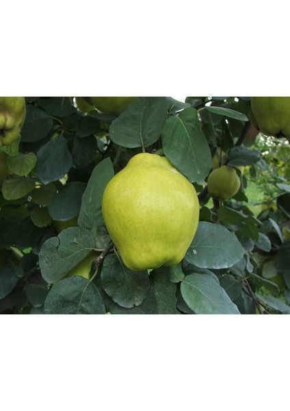 Limon Ayva Fidanı ( Aşılı - 2 Yaş ) - Açık Kök - 100-120 cm