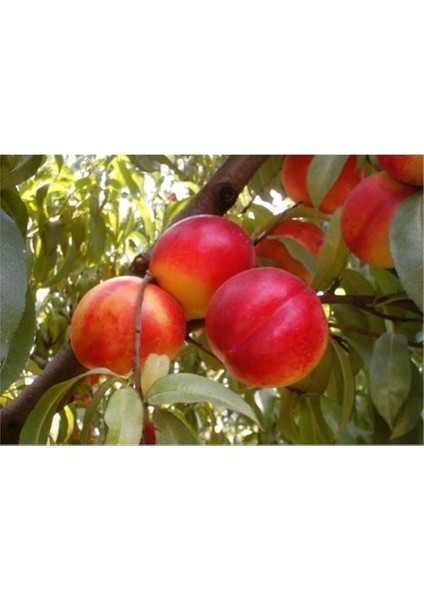 Nektarin - Tüysüz Şeftali - Fidanı ( Aşılı - 2 Yaş ) - Açık Kök