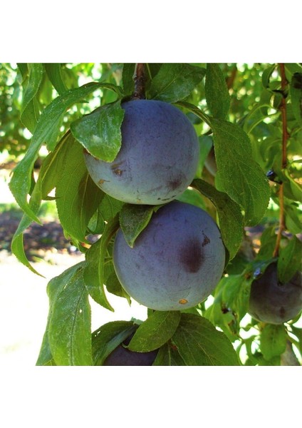 Black Amber Erik Fidanı (Aşılı - 2 Yaş) - Açık Kök - 100-120 cm