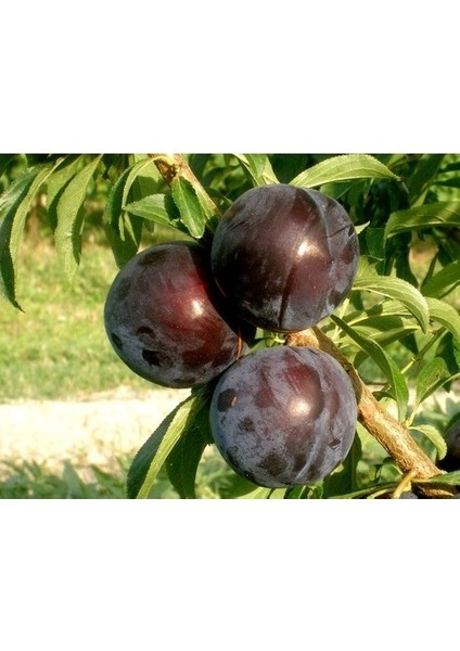 Larry Erik Fidanı ( Aşılı - 2 Yaş - Açık Kök ) 100-150 cm